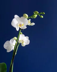 Fototapeten Orchidee weiss © Thomas
