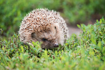 hedgehog on the grass.. © alexbush