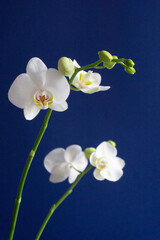 Fototapeta na wymiar Orchidee weiss