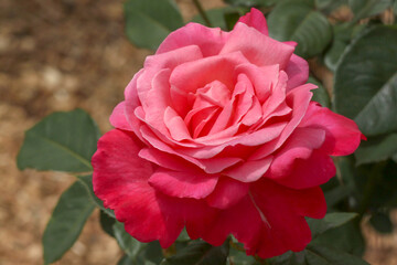 Beautiful pink single rose with natural green blurred background in Israel
