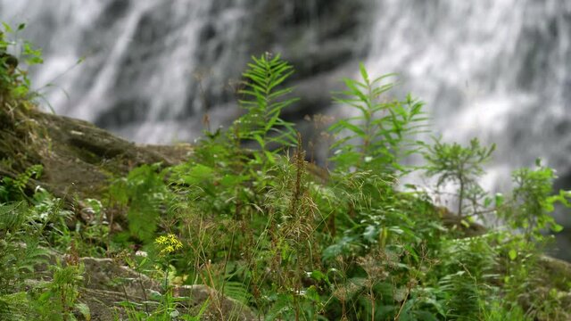 Forest flowers in natural environment, waterfall in background - (4K)