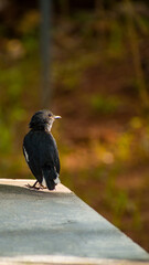 Picture of a magpie robin sitting in a rock