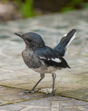 Close up picture of magpie robin