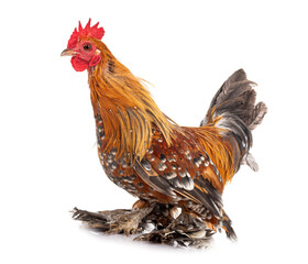 Booted Bantam in studio