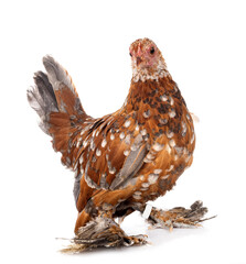 Booted Bantam in studio