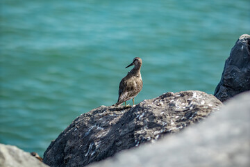 Shallow selective focus on sea bird resting on granite rock on the shore. Near the beaches of Oostende, Belgium. Blurred blue water background, wildlife.