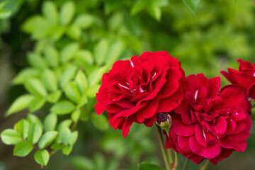 red rose on the background of branches in the garden