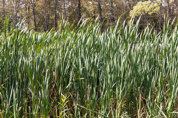 Horizontal texture of green grass reeds is by a pond in summer - obrazy, fototapety, plakaty