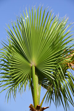 Close up of a large folded leaf of a palm tree with the sun shining through it against a blue sky