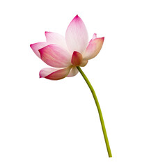 Lotus flower isolated on white background. Nature concept For advertising design and assembly. File...