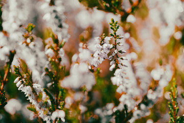 Lavender. Vibrant pink common heather (Calluna vulgaris) blossoming outdoors. Botanical photo.