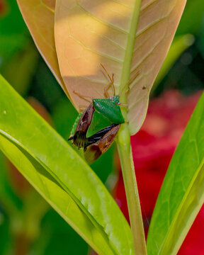 Brown-winged Stink Bug on the leaf (Percevejo da Soja / Edessa meditabunda)