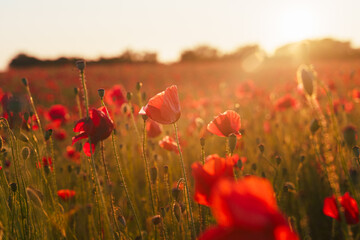Fototapeta na wymiar Poppy field at sunset with beautiful red flowers backlit by setting sun.