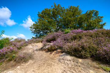 Obraz premium View of Blooming heath landscape on Dutch Veluwe. Beautiful pile of clouds with Dutch skies.