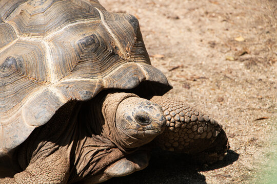 Tortuga de espolones (Centrochelys sulcata)