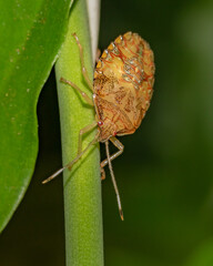 Nymph of Brown-winged Stink Bug on the branch (Edessa meditabunda)