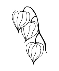 Winter cherry. A branch of physalis isolated on white, drawn with a contour in the form of coloring.