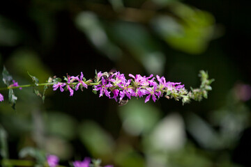 Flowering purple loosestrife in a marsh in Ontario.