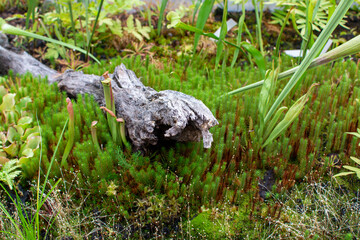 Botanical collection, different Carnivorous plants which trapping and consuming animals and protozoans, insects