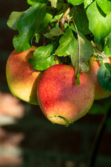 Sweet ripe braeburn apples ready to harvest in orchard