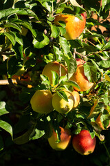 Sweet ripe braeburn apples ready to harvest in orchard