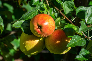Sweet ripe braeburn apples ready to harvest in orchard