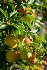 Sweet ripe braeburn apples ready to harvest in orchard