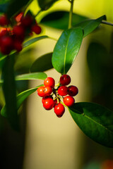 Red ripe berries of ilex aquifolium plant
