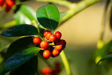 Obraz premium Red ripe berries of ilex aquifolium plant