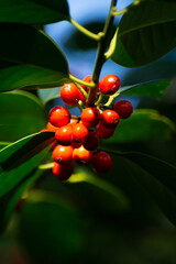 Red ripe berries of ilex aquifolium plant