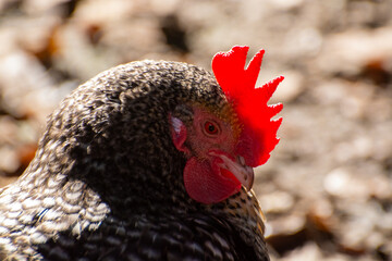 Free range keeping of rosters and hens outdoor on the farm