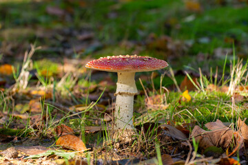 Poisonous red and white mushroom amanita muscaria