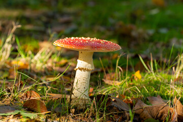 Poisonous red and white mushroom amanita muscaria
