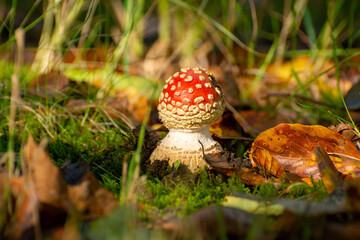 Poisonous red and white mushroom amanita muscaria