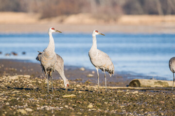 Sandhill cranes at the river
