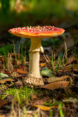 Poisonous red and white mushroom amanita muscaria