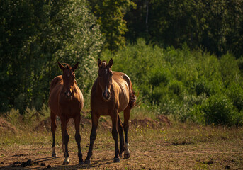 Two young horses on the field in the summer