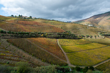 Obraz premium Panoramic view on Douro river valley and colorful hilly stair step terraced vineyards in autumn, wine making industry in Portugal