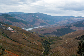 Fototapeta premium Panoramic view on Douro river valley and colorful hilly stair step terraced vineyards in autumn, wine making industry in Portugal