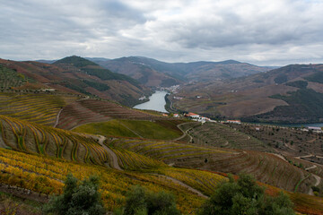 Obraz premium Panoramic view on Douro river valley and colorful hilly stair step terraced vineyards in autumn, wine making industry in Portugal