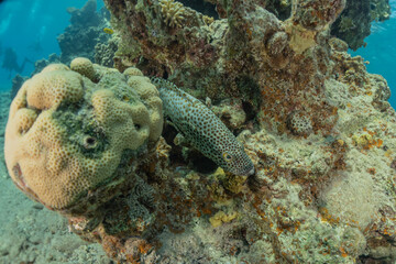 Fish swim in the Red Sea, colorful fish, Eilat Israel
