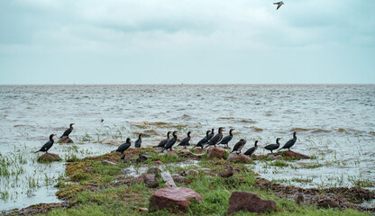 A colony of cormorants on the seashore