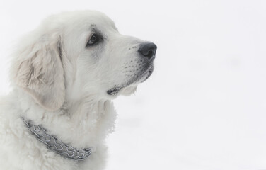 Polish mountain Shepherd puppy in winter on the snow close-up