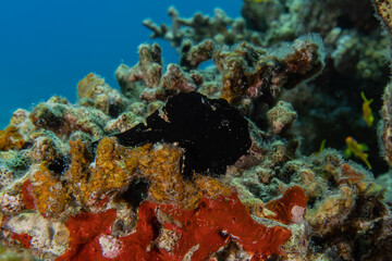 Coral reef and water plants in the Red Sea, Eilat Israel
