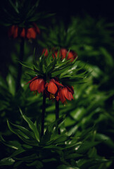 Orange lily flowers on a summer evening