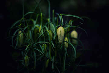 White spring flowers in the evening light