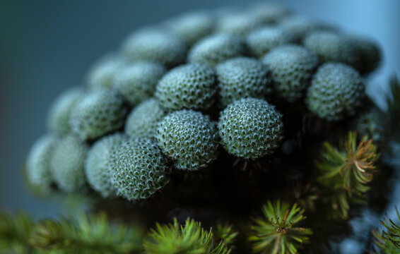 Buds of Brunia close-up