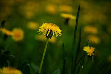 Dandelion flowers in the spring on the field