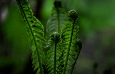 Leaves of a young fern close-up
