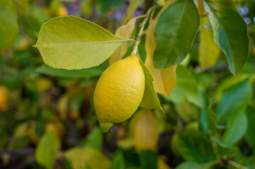 Yellow lemons citrus fruits hanging on lemon tree in garden